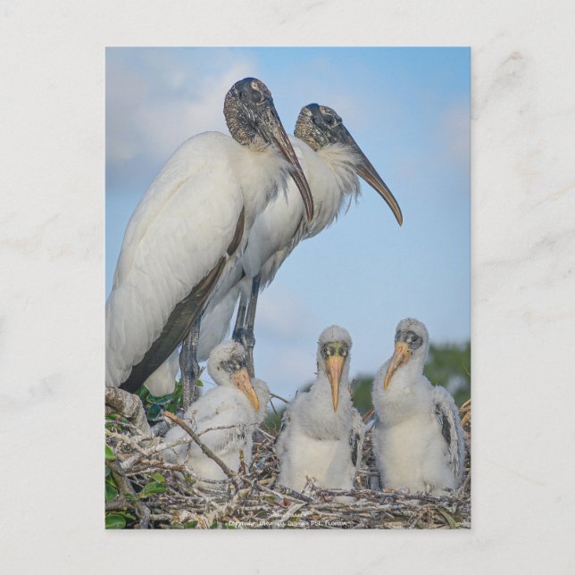 Personalisierte Postkarte "Stork Family" (Vorderseite)