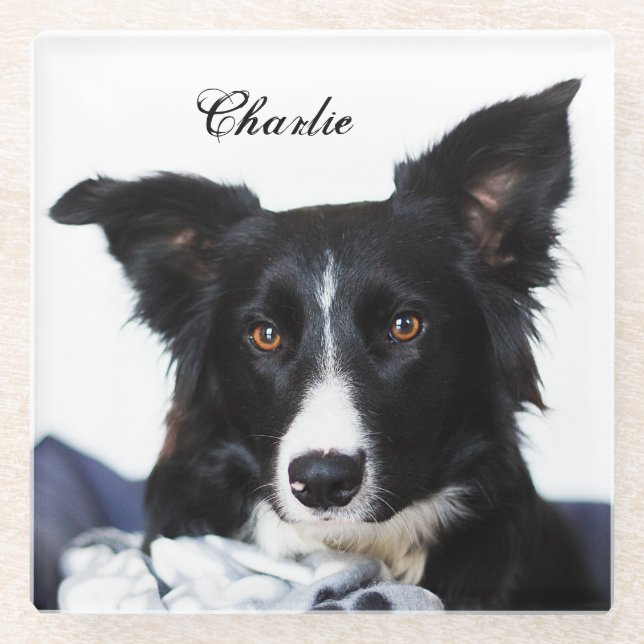 Personalisierte Schwarz-Weiß-Border-Collie Glasuntersetzer (Vorderseite)