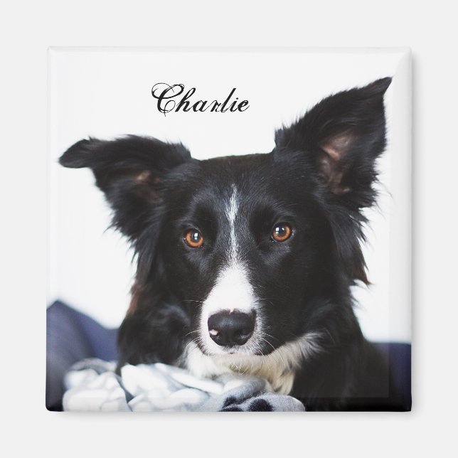 Personalisierte Schwarz-Weiß-Border-Collie Magnet (Vorne)