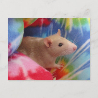 Personalisierte süße Dumbo-Ratte-Foto-Postkarte Postkarte