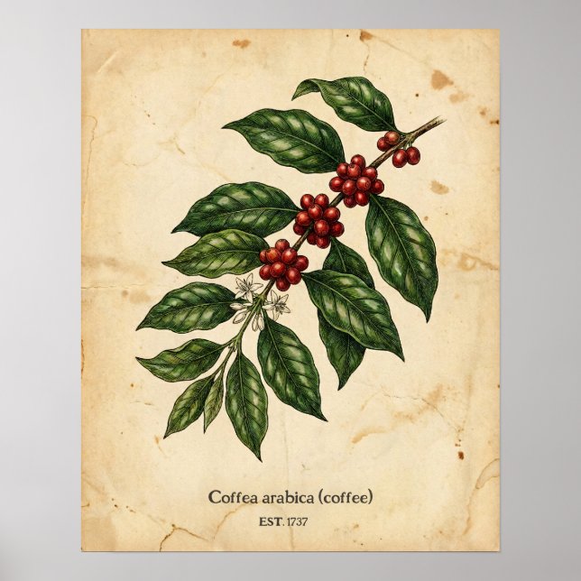Personalisierte Vintage-Kaffeepflanze Botanik Poster (Vorne)
