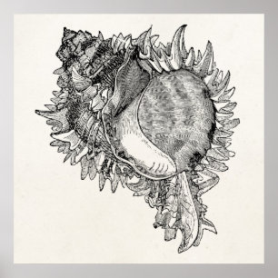 Personalisierte Vorlage für die Seashell-Muschel i Poster