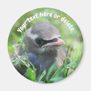 Personalisierter Baby-Seidenschwanz-Vogel-Natur Magnet