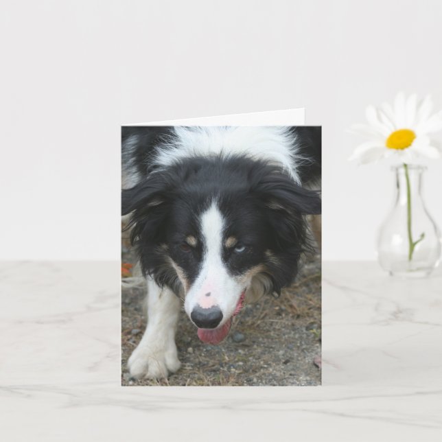 Personalisierter Hinweis für Border Collie Stare H Karte (Kleine Pflanze)