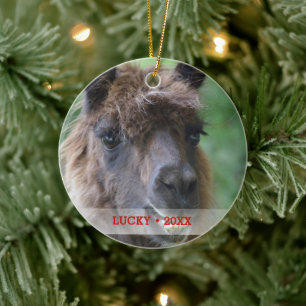 Personalisierter Pet Llama Foto & Name Weihnachtsb Keramikornament