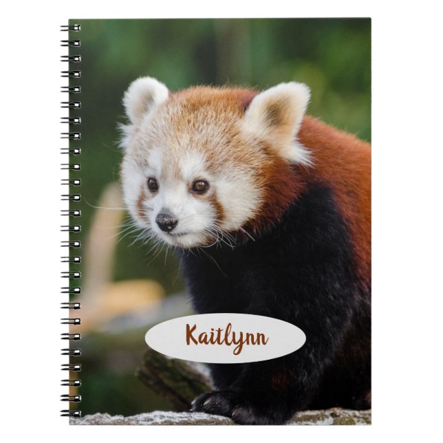 Personalisierter Roter Panda Notizblock (Vorderseite)