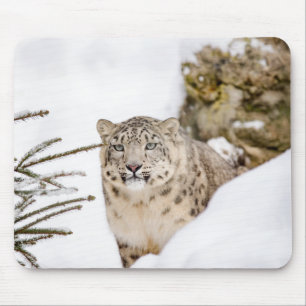 Personalisierter Schneeleopard Mousepad