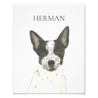 Personalisierter Schwarz-Weiß-Heeler-Kampfhund