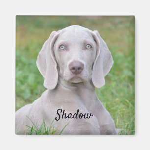 Personalisierter Weimaraner Welpenhund Magnet