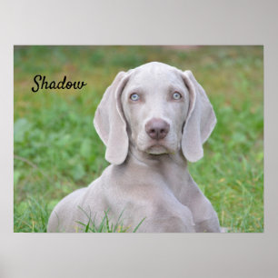 Personalisierter Weimaraner Welpenhund Poster