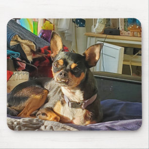 Personalisiertes Chihuahua-Dog-Foto Mousepad