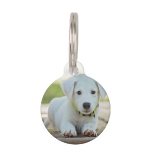 Personalisiertes Pet-Foto Haustiermarke