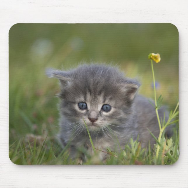 Personalisiertes süßes Kätzchen Mousepad (Vorne)