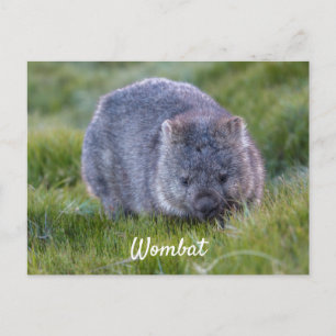 Personalisiertes Süßes Wombat Tier Tasmanien Austr Postkarte