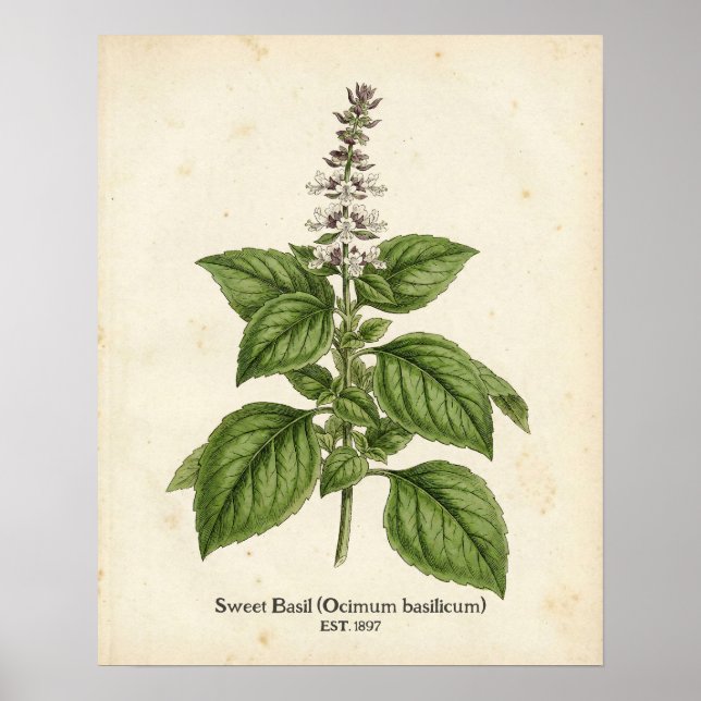 Personalized Vintage Basil Herb Botanical Kitchen  Poster (Vorne)