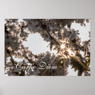 Persönliche Carpe Diem glänzende Apfelbaumblüten Poster