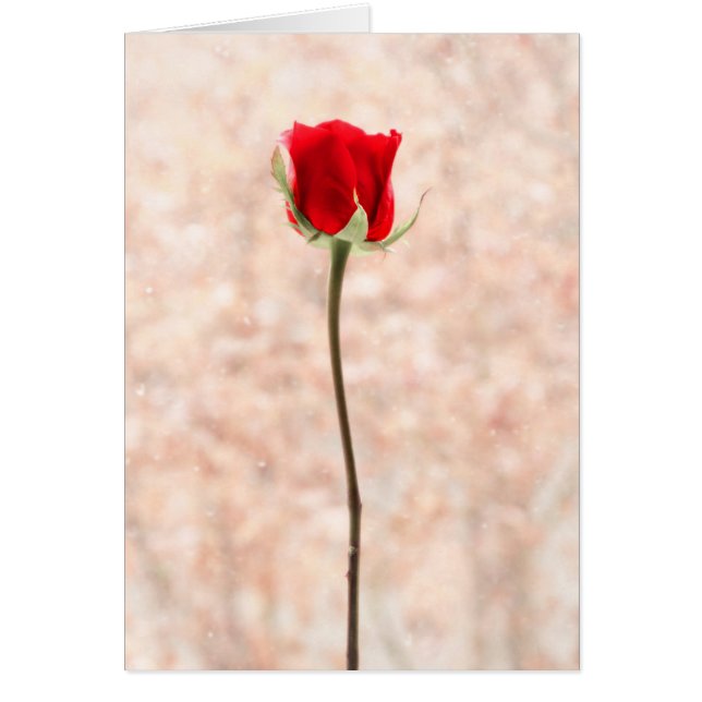 Persönliche schöne Rote Rose (Vorne)