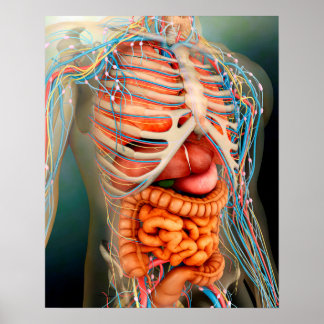 Perspektive des menschlichen Körpers, ganzer Organ Poster