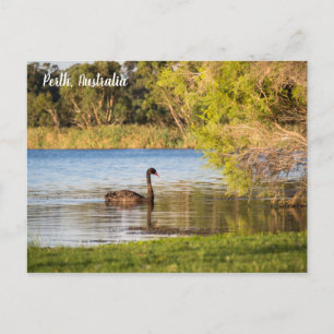 Perth Black Swan Australia Postcard Postkarte