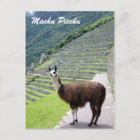 Peru-Lama-Blick