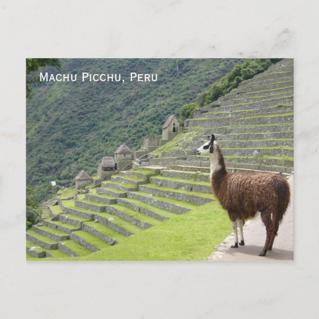 Peru-Lama Postkarte (Vorderseite)