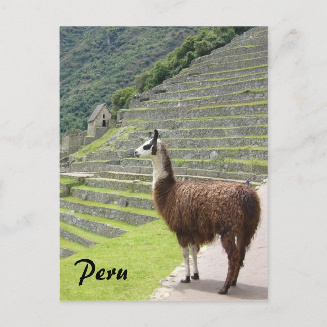 Peru Lama Postkarte (Vorderseite)