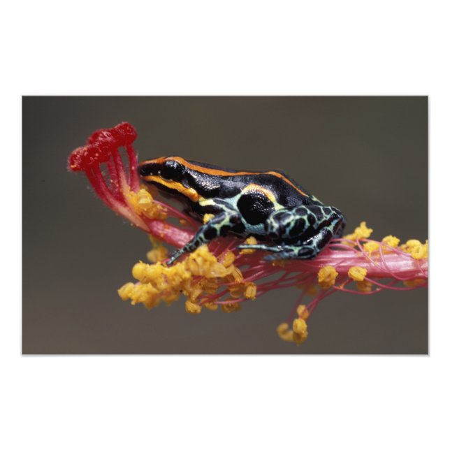 Peru, Peruaner Regenwald. Giftbogenfrosch Fotodruck (Vorne)