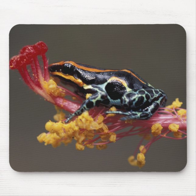 Peru, Peruaner Regenwald. Giftbogenfrosch Mousepad (Vorne)