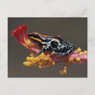 Peru, peruanischer Regenwald. Pfeilgiftfrosch Postkarte