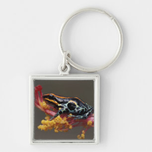 Peru, peruanischer Regenwald. Pfeilgiftfrosch Schlüsselanhänger