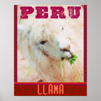 Peru Reiseplakat - Die Llamas von Peru Poster
