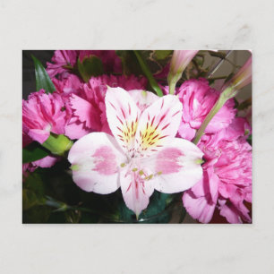 Peruaner Lily Postkarte