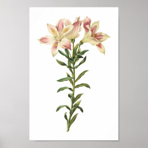 Peruanische Lilie (Alstromeria pelegrina) von Redo Poster