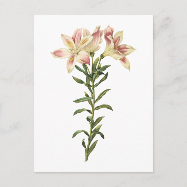 Peruanische Lilie (Alstromeria pelegrina) von Redo Postkarte (Vorderseite)