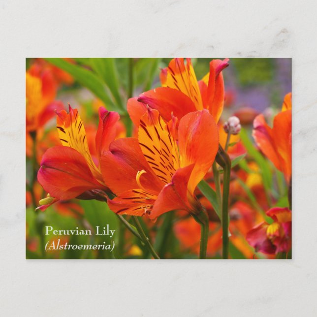 Peruanische Lily (Alstroemeria) Postkarte (Vorderseite)