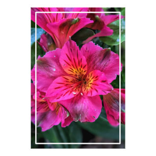Peruanische Lily Pink-Blume-79498 Fotodruck