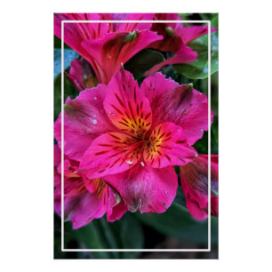 Peruanische Lily Pink-Blume-79498 Poster