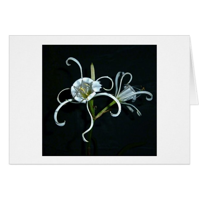 Peruanische Narzisse (Vorderseite (Horizontal))