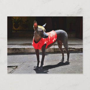 Peruanischer Hairless Dog Postkarte
