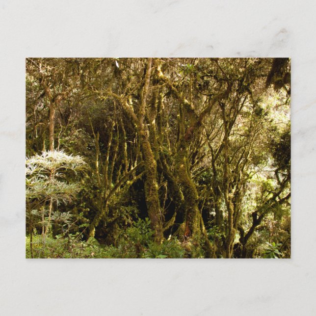 Peruanischer Regenwald Moss bedeckt Postkarte (Vorderseite)
