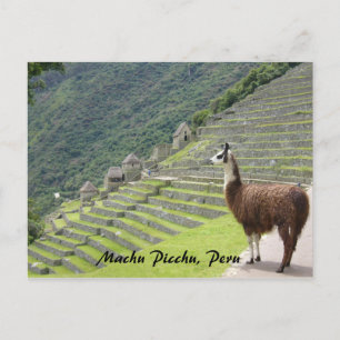 peruanisches Lama Postkarte