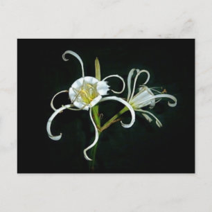 Peruvian Daffodils Postkarte