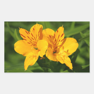 Peruvian Lilies Rechteckiger Aufkleber