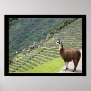 peruvian llama poster
