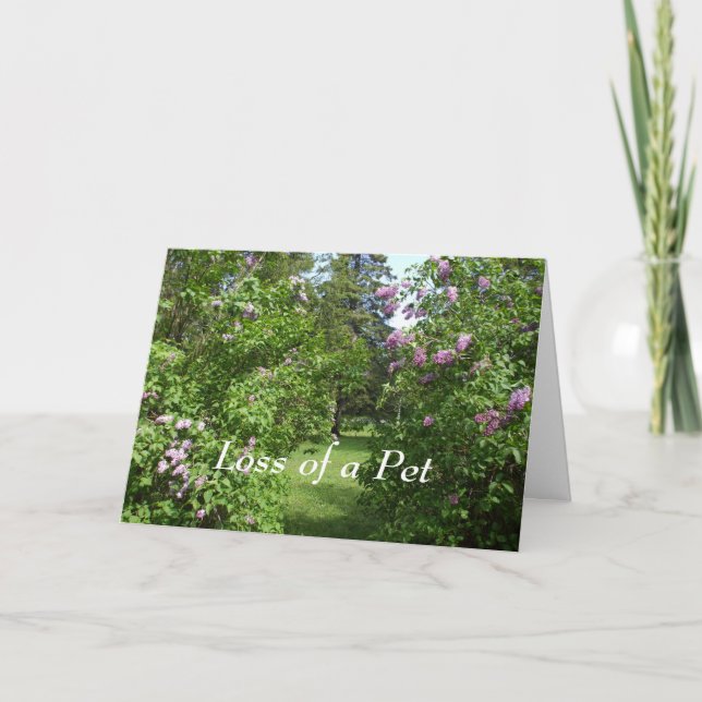 Pet Beileid-Lovely Lilac Bush Card Karte (Vorderseite)