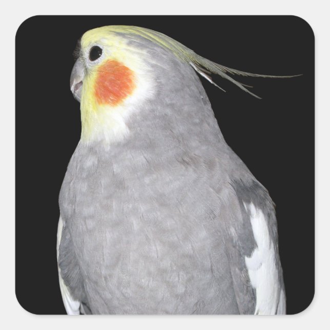 Pet Bird Cockatiel Foto Quadratischer Aufkleber (Vorderseite)