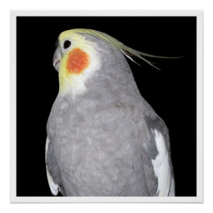 Pet Bird Cockatiel Fotografie Poster