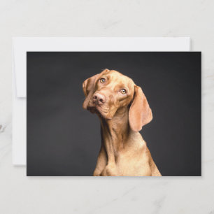 Pet Brown Beagle Dog