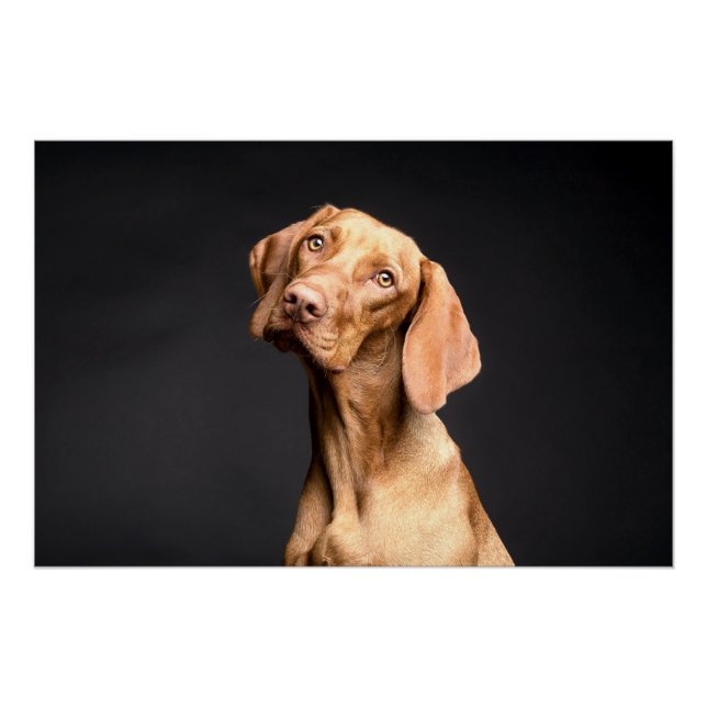 Pet Brown Beagle Dog Poster (Vorderseite)