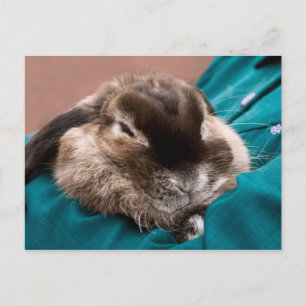 Pet Bunny Postkarte